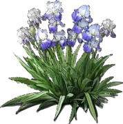 Plant - Tall Bearded Iris \u0027Clarence\u0027