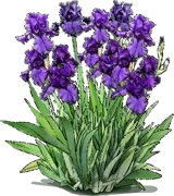 Plant - Tall Bearded Iris \u0027Dusky Challenger\u0027