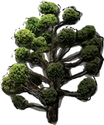 Plant - Chinese Juniper Mountbatten