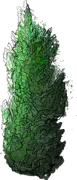 Plant - Chinese Juniper \u0027Obelisk\u0027