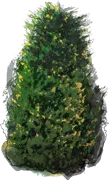 Plant - Chinese Juniper \u0027Variegata\u0027