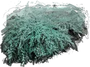 Plant - Blue Carpet Juniper