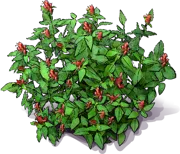 Plant - Mexican Plume