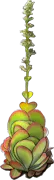 Plant - Paddle plant