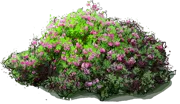 Plant - Mountain\u002Dlaurel \u0027Ostbo Red\u0027