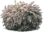 Plant - Beauty Bush
