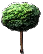 Plant - Larix kaempferi  Blue Dwarf
