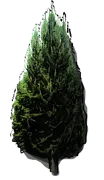 Plant - Larix kaempferi  Jacobsen\u0060s Pyramid