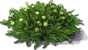 Plant - Brass Buttons