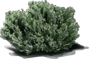 Plant - Galpins Conebush