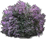 Plant - Texas sage