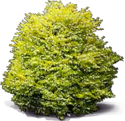 Plant - Chinese Privet \u0027Sunshine\u0027