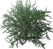 Plant - Wimbei Chinese Privet