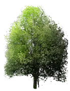 Plant - Tulip Tree