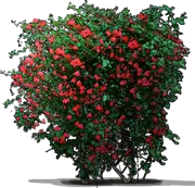 Plant - Honeysuckle \u0027Major Wheeler\u0027