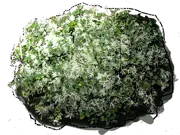 Plant - Loropetalum chinense \u0027Snow Muffin\u0027