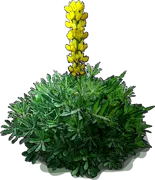 Plant - Lupinus luteus