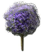 Plant - Lycianthes rantonnetii