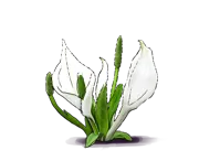 Plant - Asian Skunk Cabbage