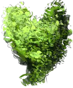 Plant - Creeping Jenny