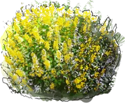 Plant - Loosestrife