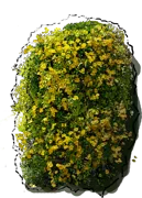 Plant - Macfadyena unguis\u002Dcati