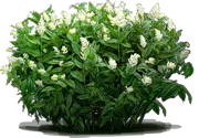 Plant - False Spikenard