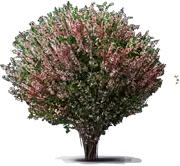 Plant - Crab apple \u0027Van Eseltine\u0027