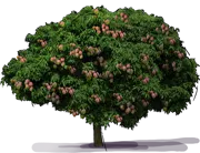 Plant - Mango