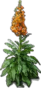 Plant - Brompton stock