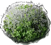 Plant - Melissa officinalis