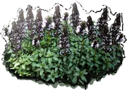 Plant - Mentha piperita Chocolate