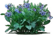 Plant - Virginian Bluebells
