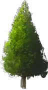 Plant - Dawn Redwood