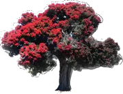 Plant - Pohutukawa
