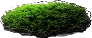 Plant - Microbiota decussata