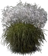 Plant - Chinese Silver Grass \u0027Memory\u0027