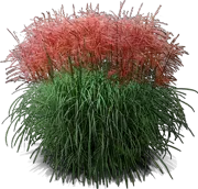 Plant - Red Silver Grass