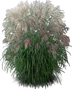 Plant - Chinese Silver Grass \u0027Silberfeder\u0027