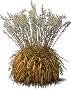 Plant - Purple Moor\u002DGrass