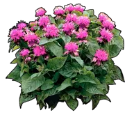 Plant - Monarda hybrida Croftway Pink