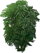 Plant - Fruit salad tree