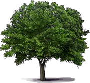 Plant - Black Mulberry
