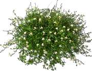 Plant - Pohuehua
