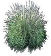 Plant - Lindheimer\u0027s Muhly