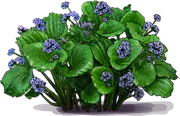 Plant - Chatham Island forget\u002Dme\u002Dnot