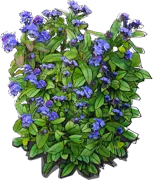 Plant - Woodland forget\u002Dme\u002Dnot