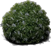 Plant - Bayberry