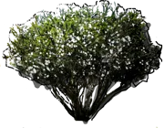 Plant - Myrtle common