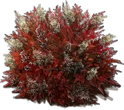 Plant - Heavenly Bamboo \u0027Gulf Stream\u0027